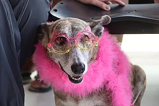 Gravatá realiza primeiro Outubro Rosa Pet com foco na prevenção e no diagnóstico precoce