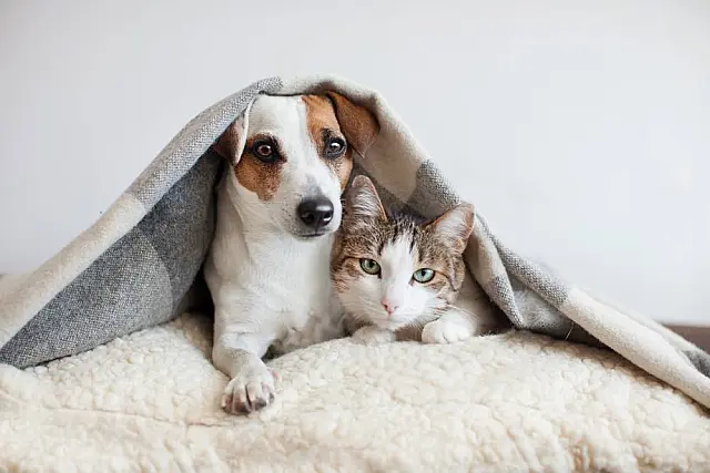 Feira de adoção de cães e gatos acontece neste domingo no Shopping Tacaruna, no Recife