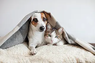 Feira de adoção de cães e gatos acontece neste domingo no Shopping Tacaruna, no Recife