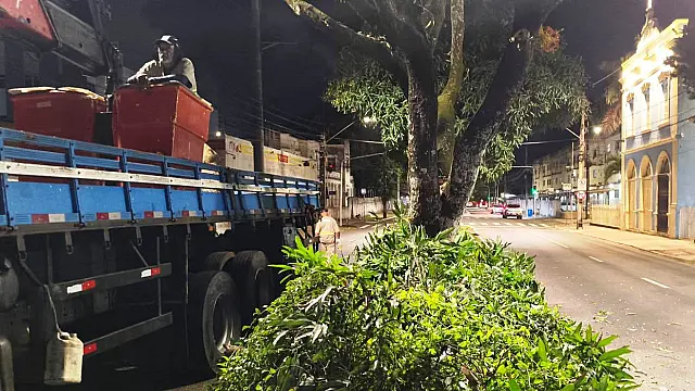 Equipe recolhe galhos de podas de árvores em João Pessoa