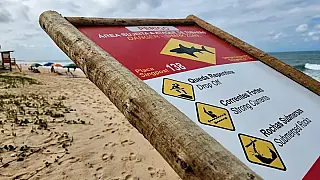 Monitoramento de tubarões volta a Pernambuco e busca mapear risco no litoral